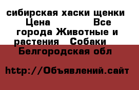 сибирская хаски щенки › Цена ­ 10 000 - Все города Животные и растения » Собаки   . Белгородская обл.